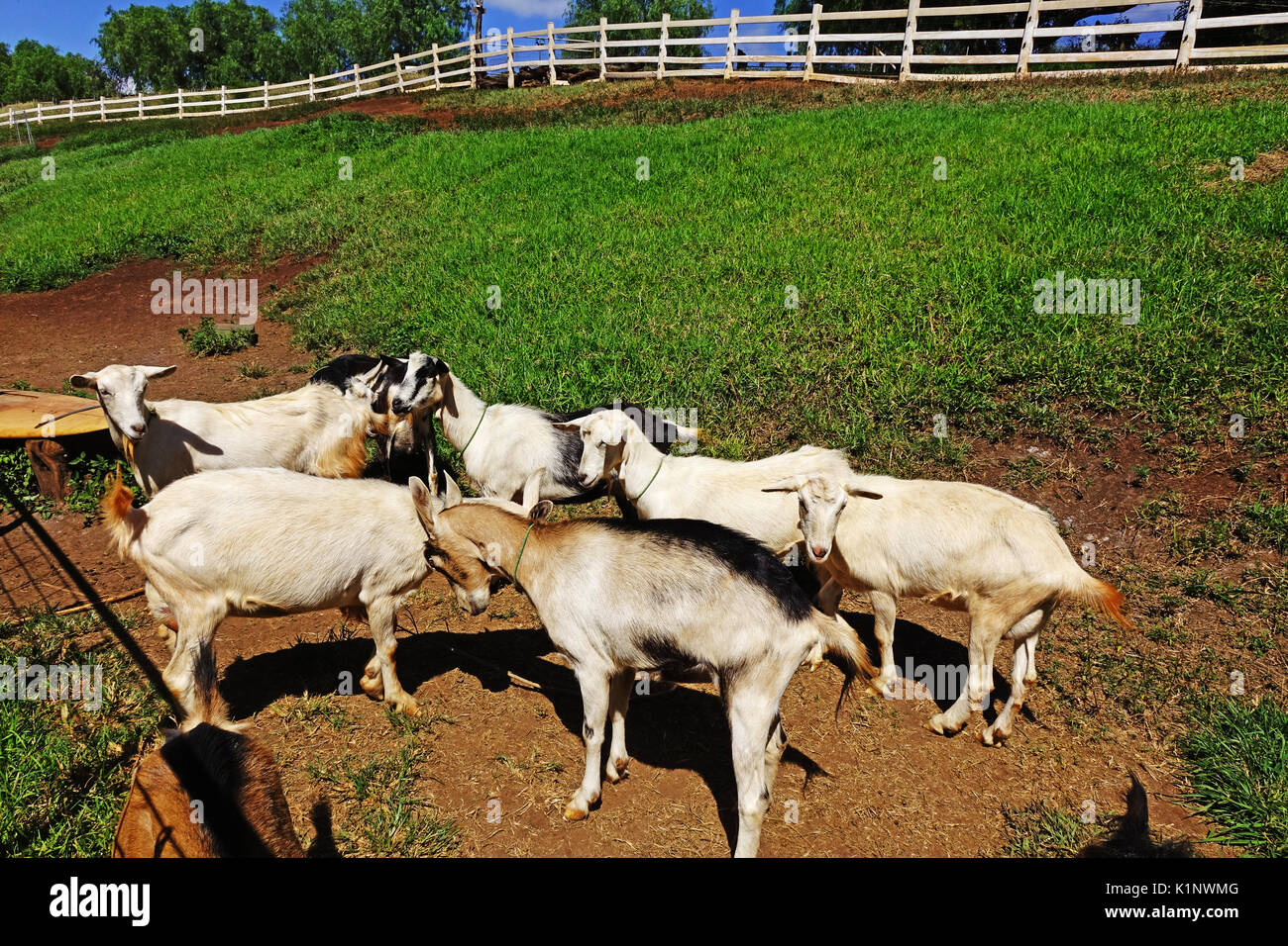 Group of female goats in pasture, Surfing Goat Dairy, Kula, Maui