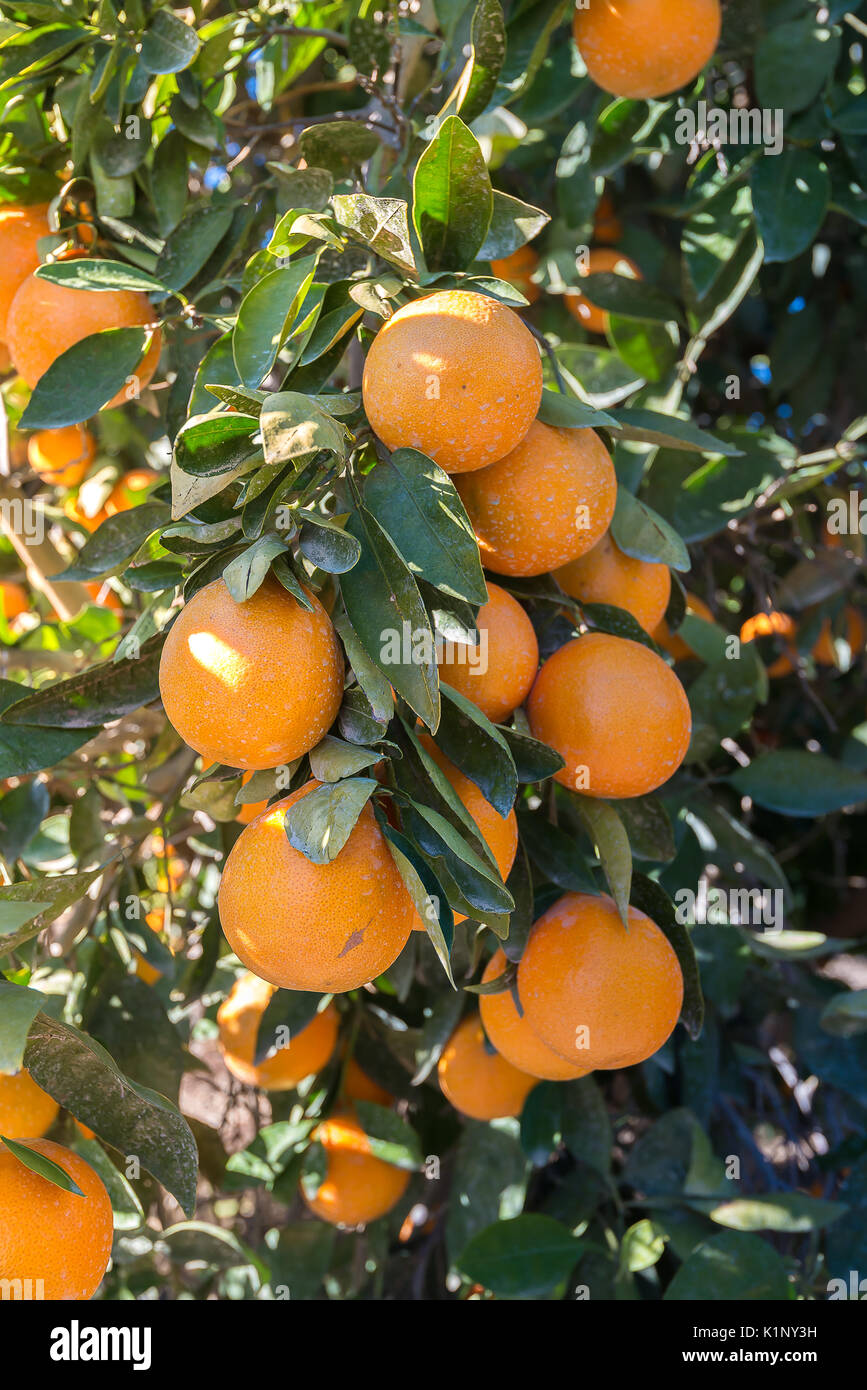 Florida Orange Grove High Resolution Stock Photography and Images Alamy
