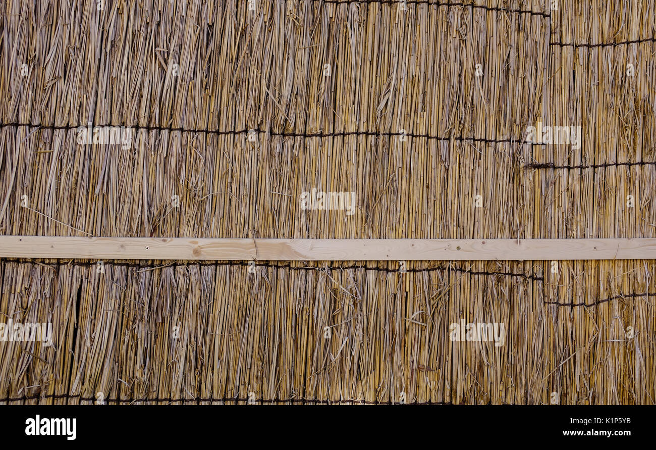 Texture of the dry reeds. Yellow reeds. A fence made of reeds. The roof