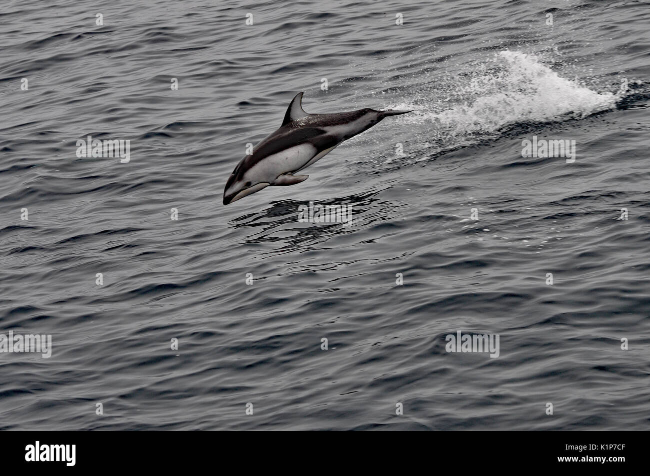 A Breaching Dolphin Stock Photo