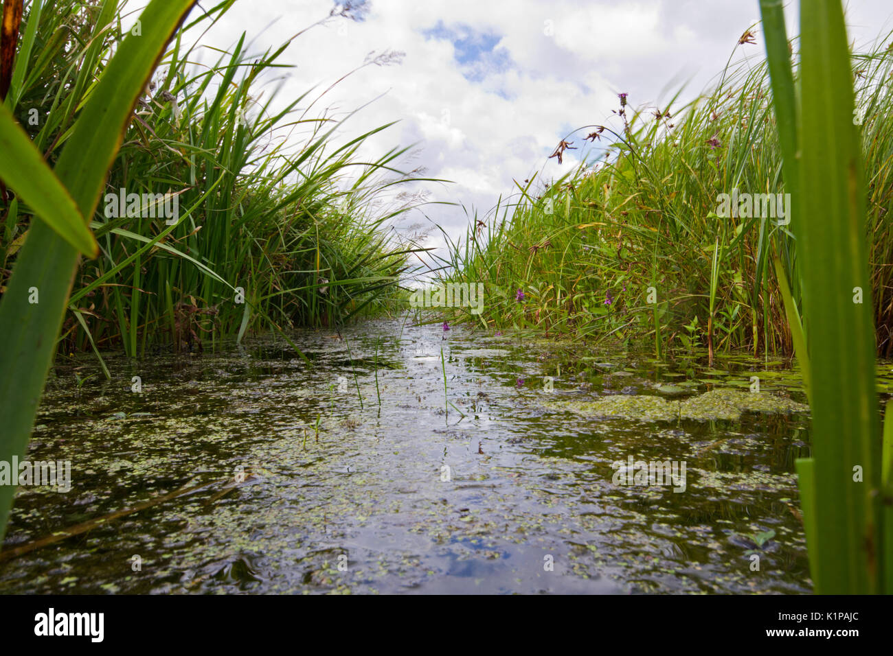 View in a small ditch between Dutch meadows Stock Photo