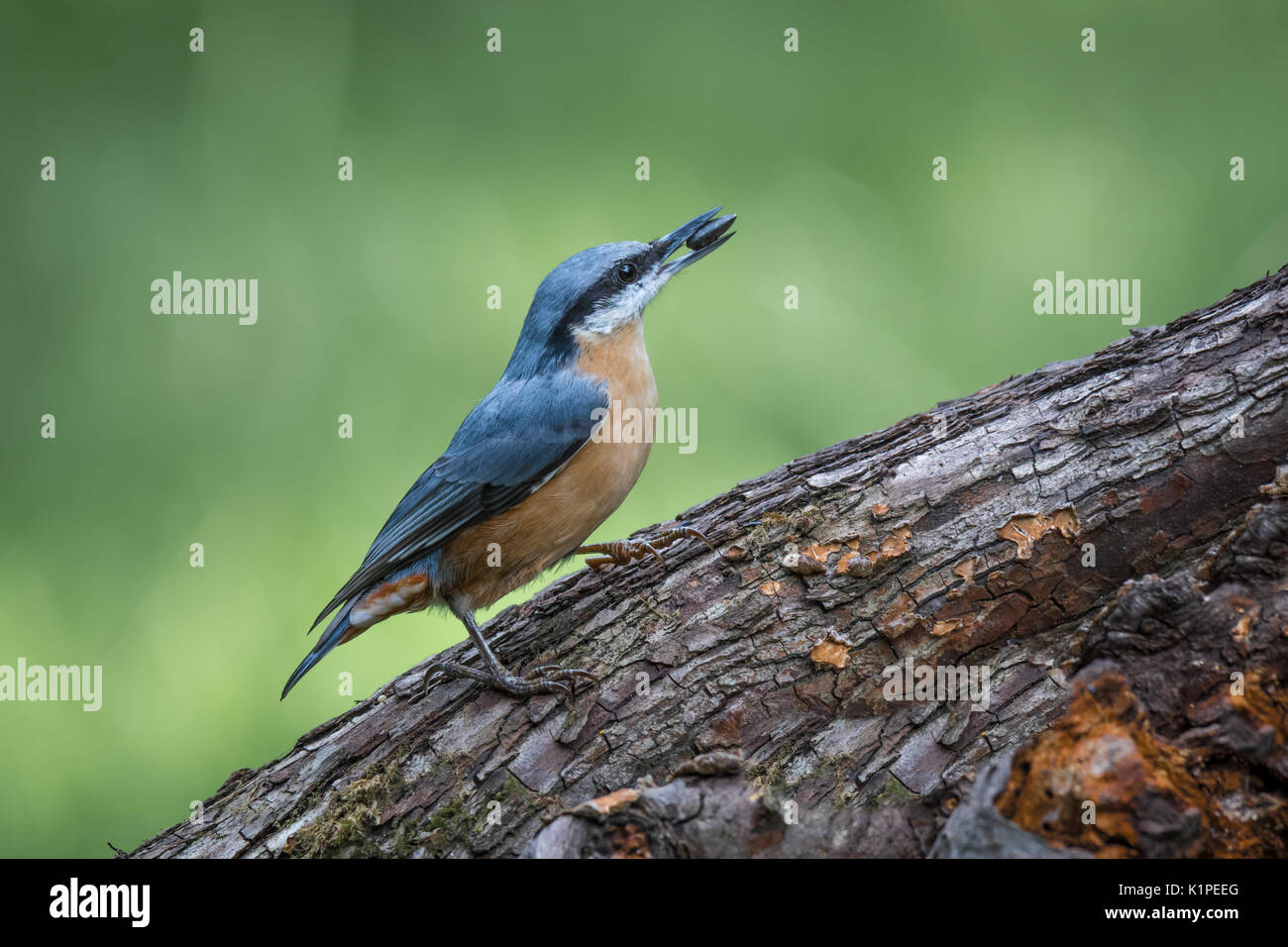 Close up of a nuthatch with a seed in its beak perched on a tree trunk pointing to the right and ready to take off Stock Photo