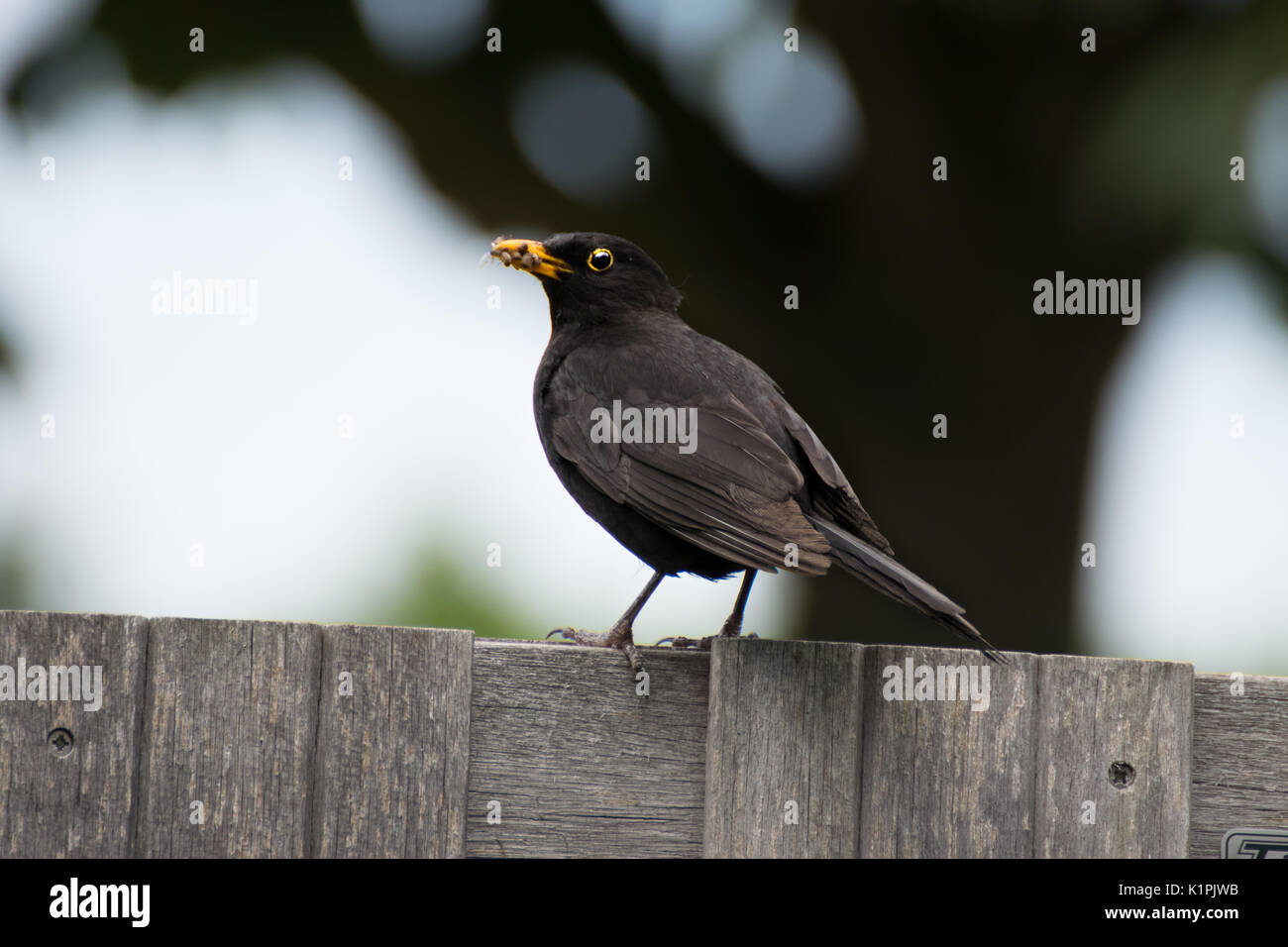 Black bird eating insects hires stock photography and images Alamy