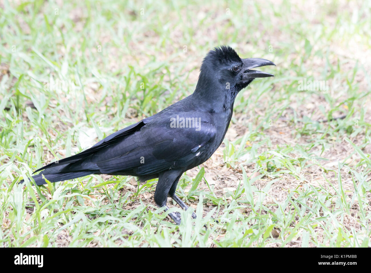 jungle crow (Corvus macrorhynchos), Lumphini Park, Bangkok, Thailand Stock Photo