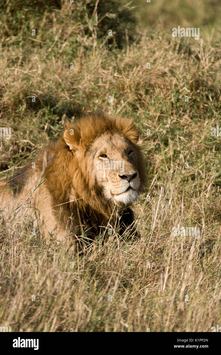Male Lion on the Masai Mara, Kenya Stock Photo