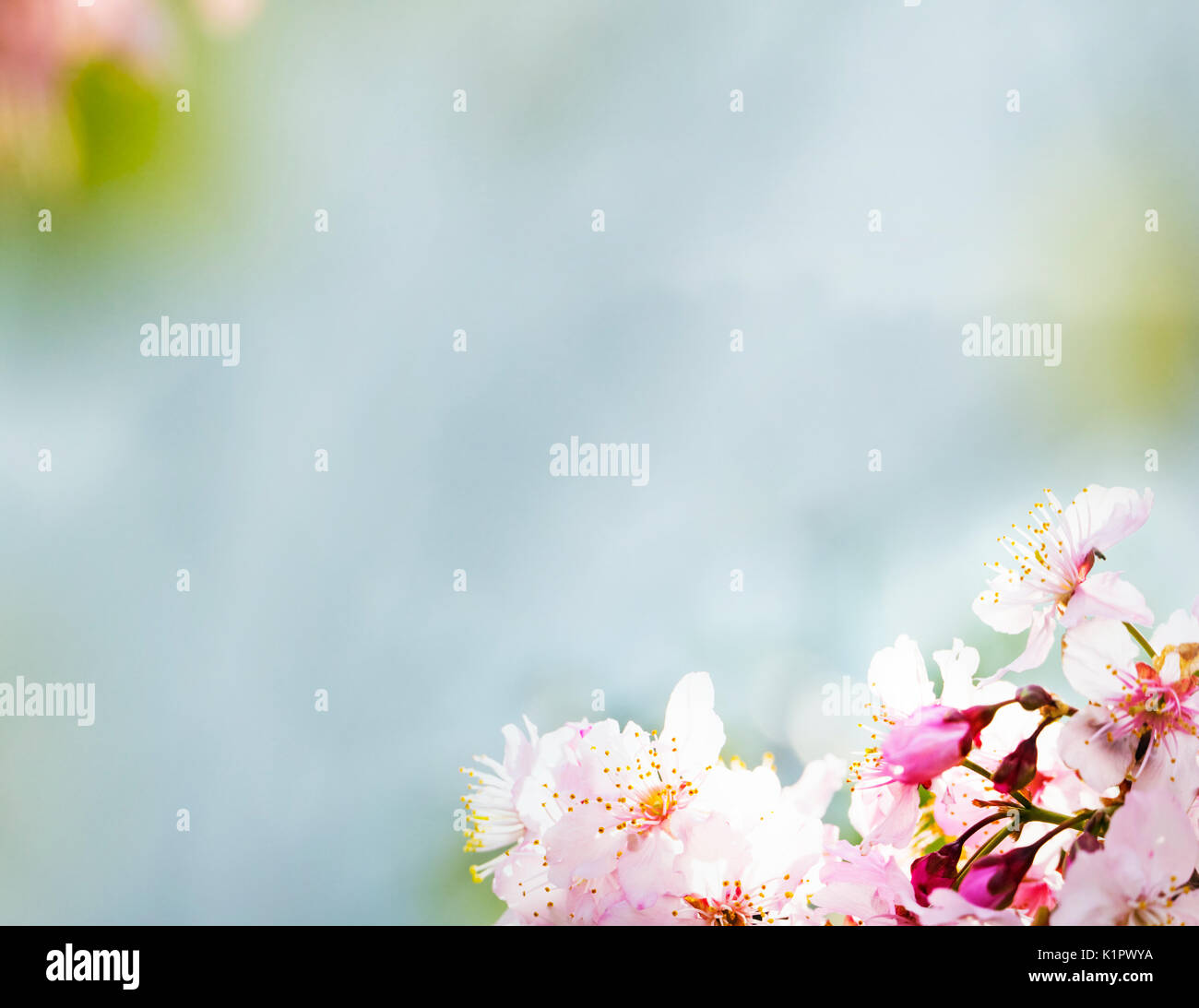The Cherry blossom , pink sakura flower isolated in white background ...
