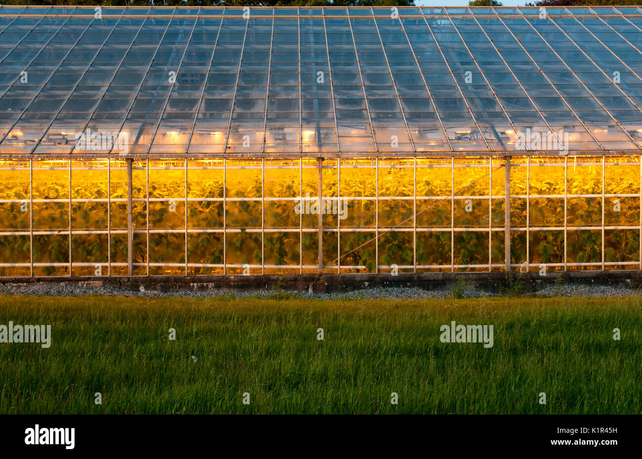 Glooming greenhouses in Sola, Norway Stock Photo Alamy