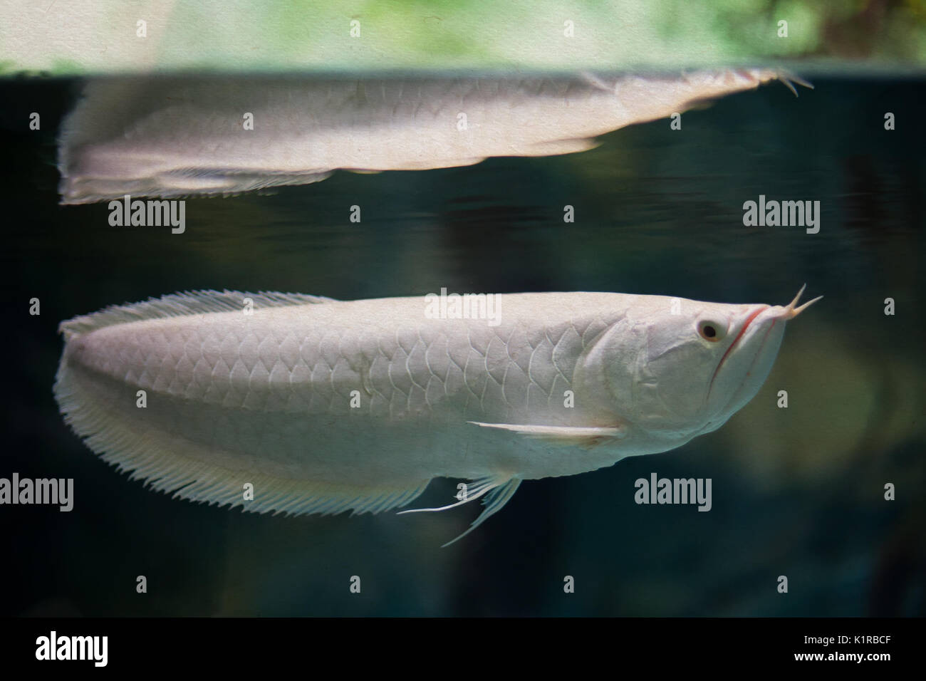 Arowana and china hi-res stock photography and images - Alamy