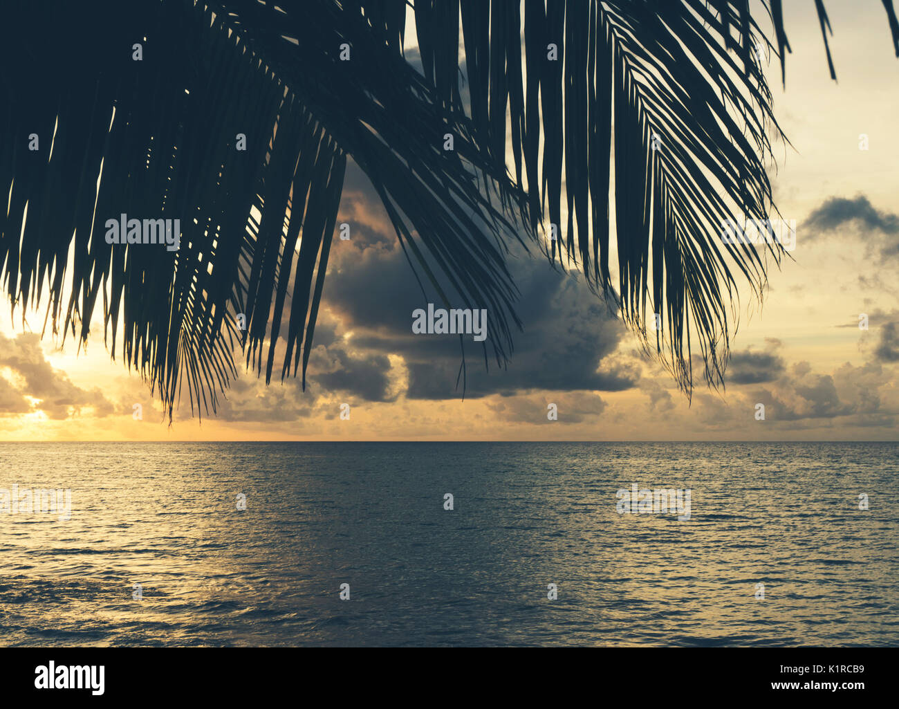 Palm tree silhouette over tropical ocean at sunset Stock Photo - Alamy