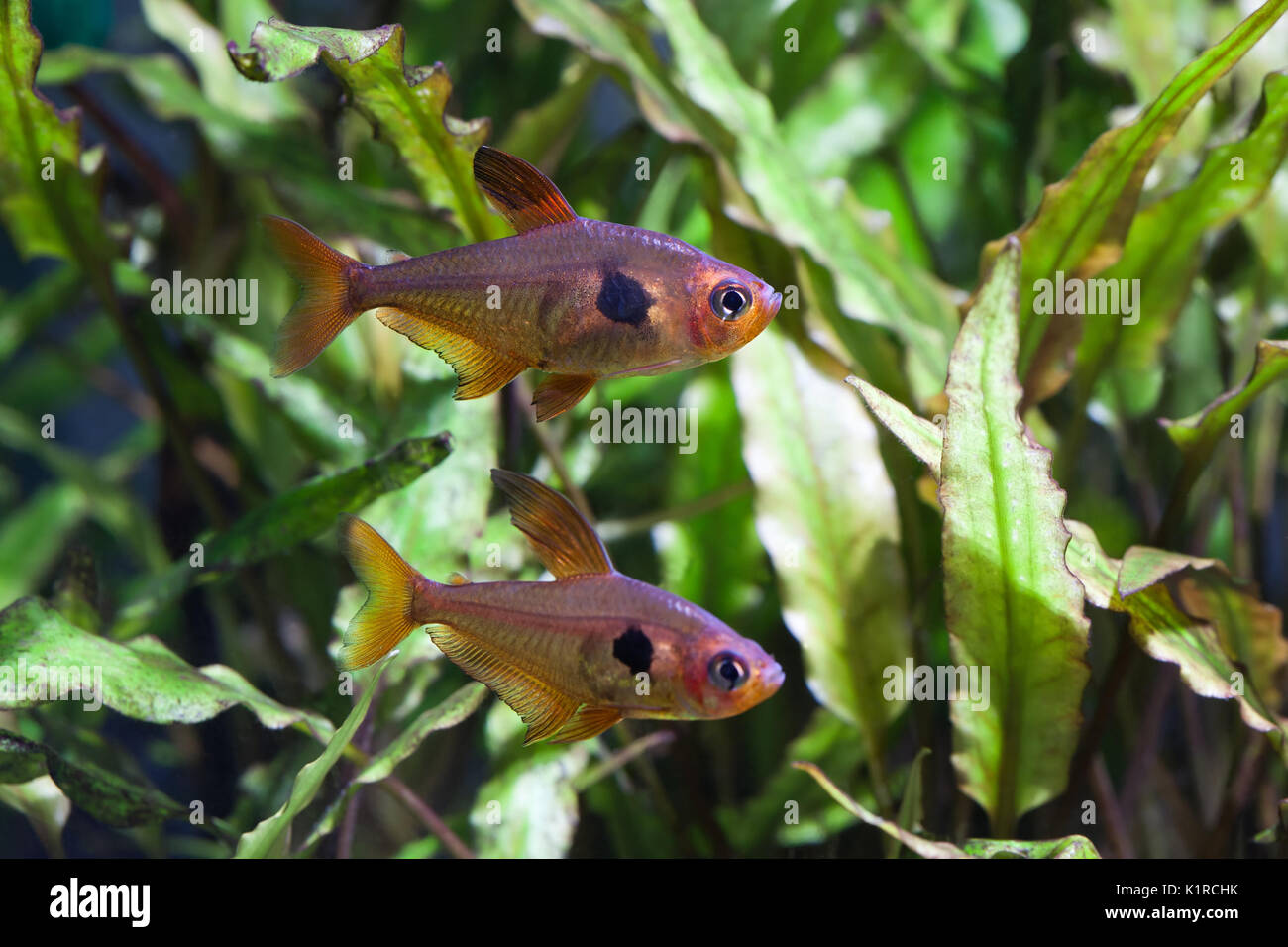Aquarium fish. Rosy Tetra. Nature tank. Freshwater tank. A green beautiful planted freshwater aquarium with Tetra fishes. (macro, soft focus). Stock Photo