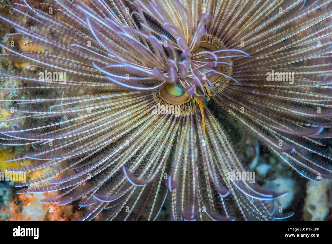 feather duster worms, Branchiomma cingulatum (Grube, 1870). Depth 7m