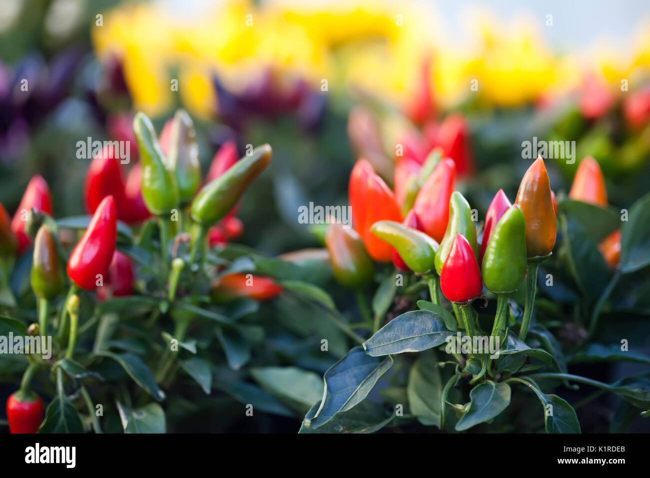 Decorative Chilli Pepper Plant Stock Photos Decorative Chilli