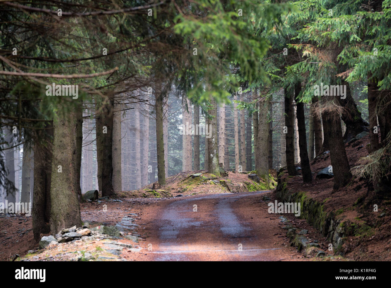 Trails In The Park Adamello High Resolution Stock Photography and ...