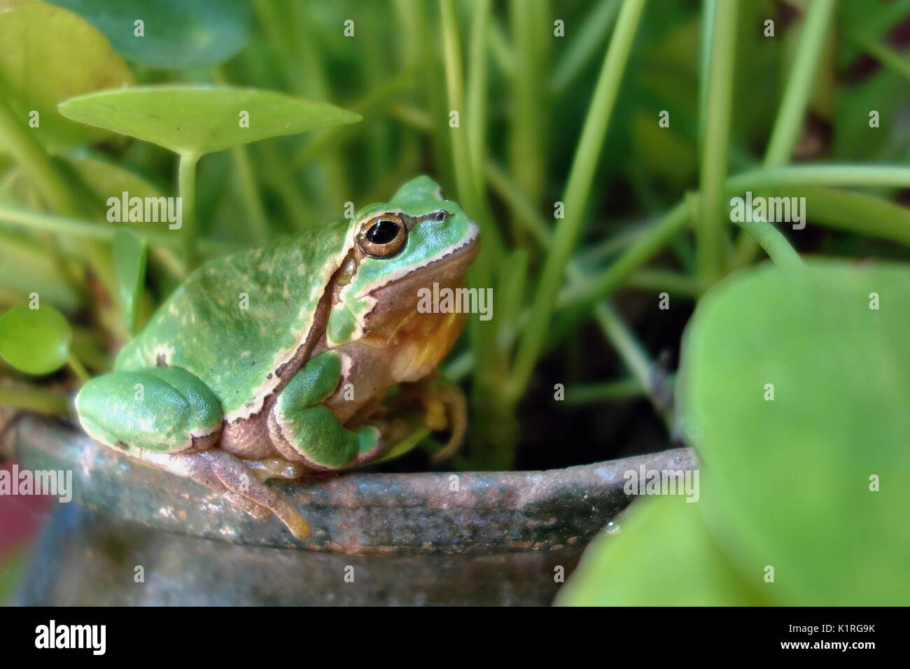 Nice green amphibian European tree frog, Hyla arborea, sitting on grass habitat. Stock Photo