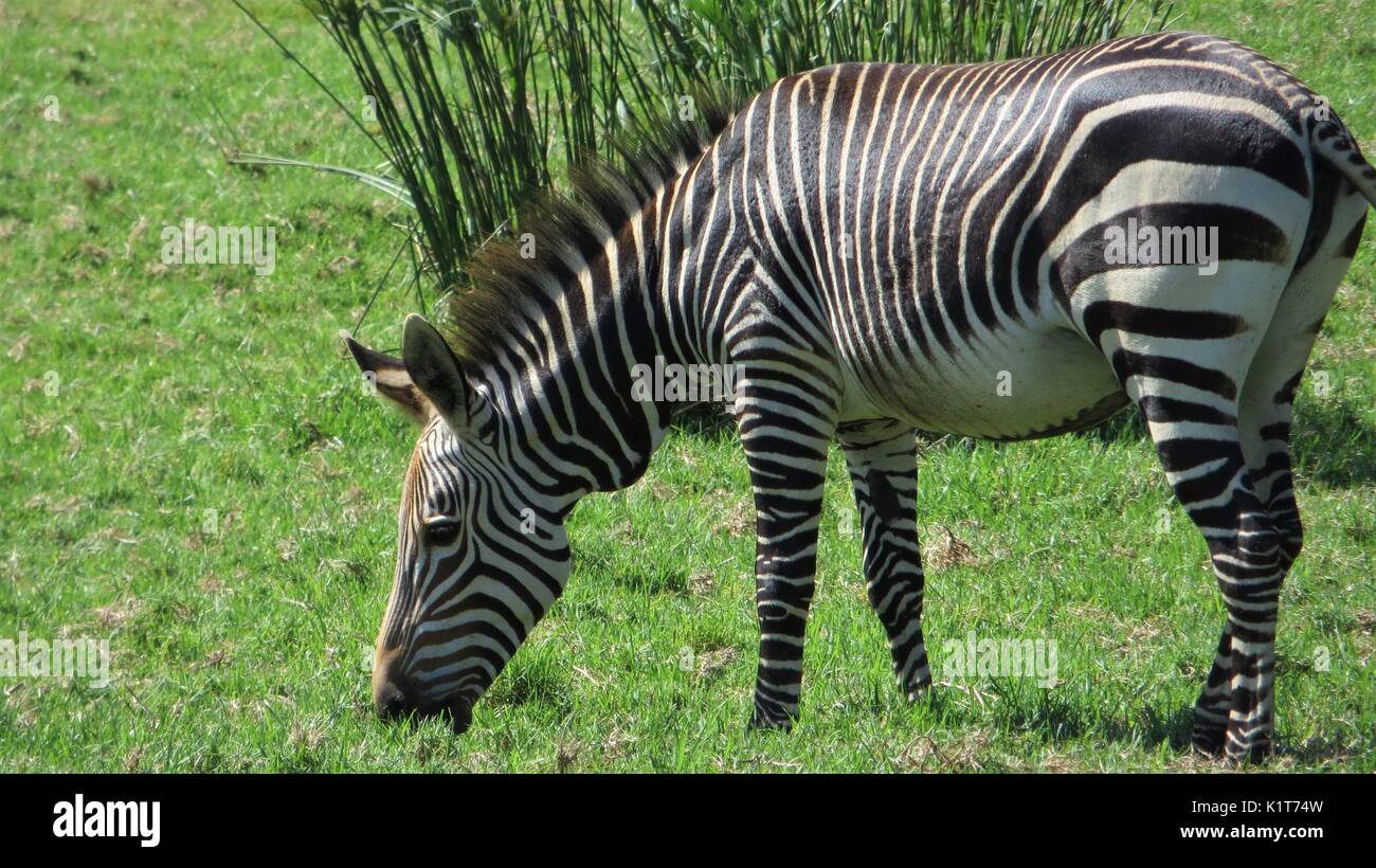 Cape mountain zebra (Equus zebra) in grassland, South Africa Stock Photo