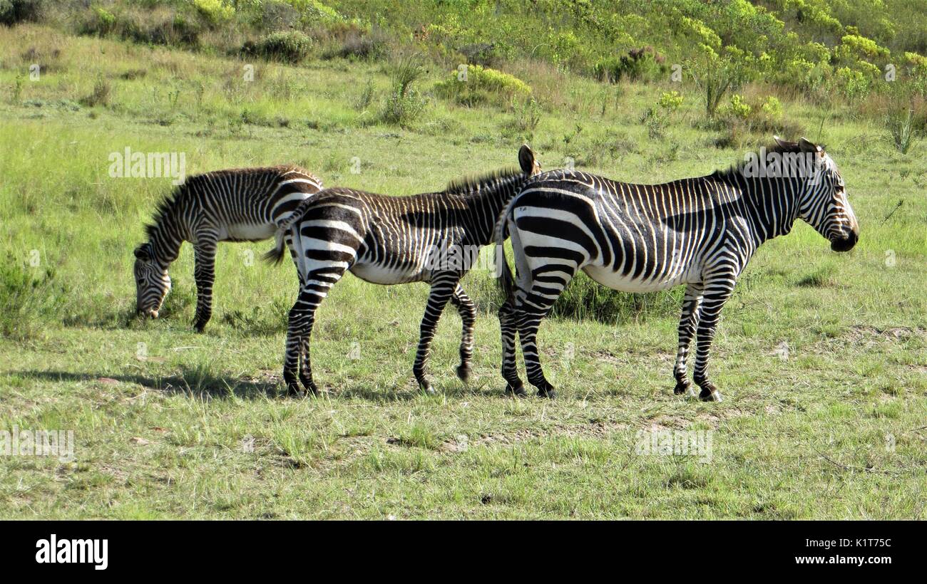 Cape mountain zebra (Equus zebra) in grassland, South Africa Stock Photo