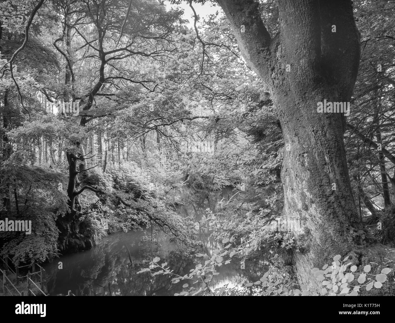 Woodland, Cwm Ffynonne, Wales Stock Photo