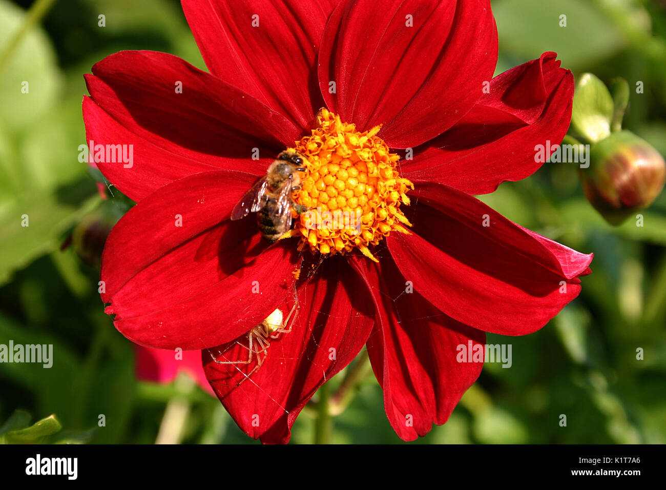 Bee on dahlia flower, with spider hidden under petal; bee and spider Stock Photo