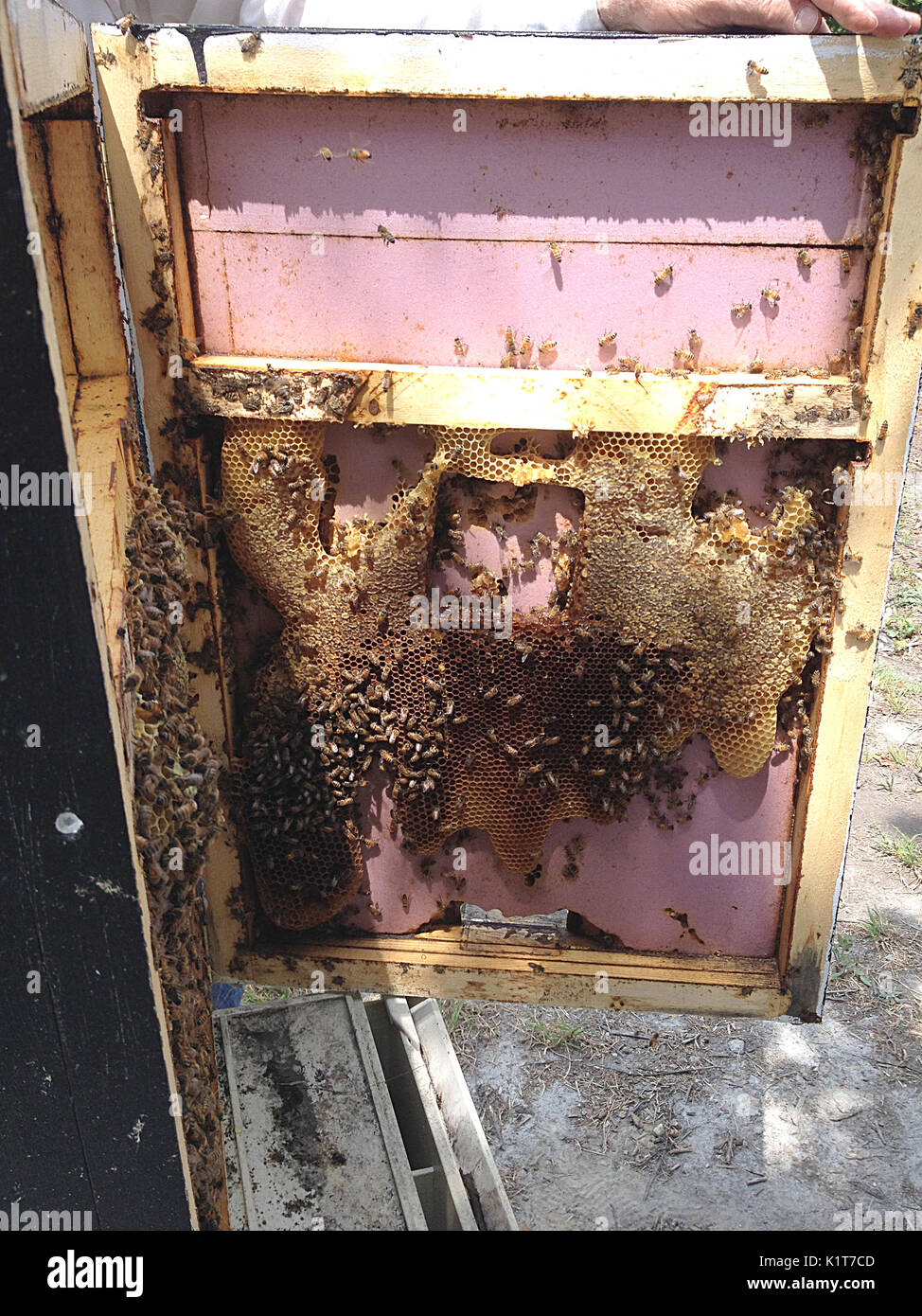 Inside A Bee Hive High Resolution Stock Photography and Images Alamy