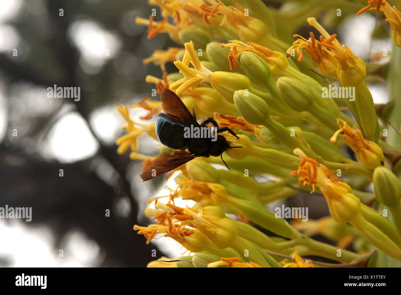 Black carpenter bees pollinating Stock Photo