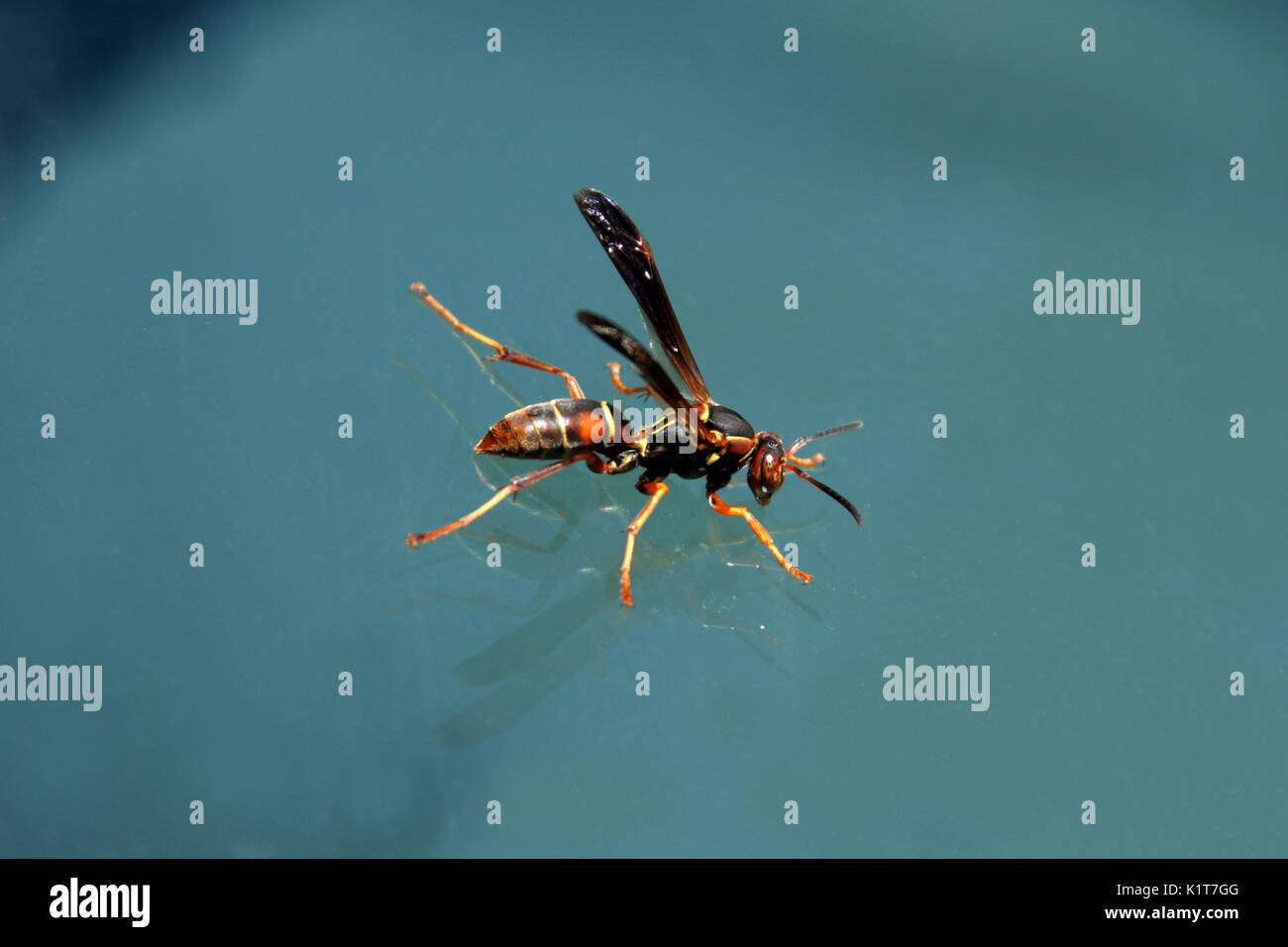 S wasps insect hi-res stock photography and images - Alamy
