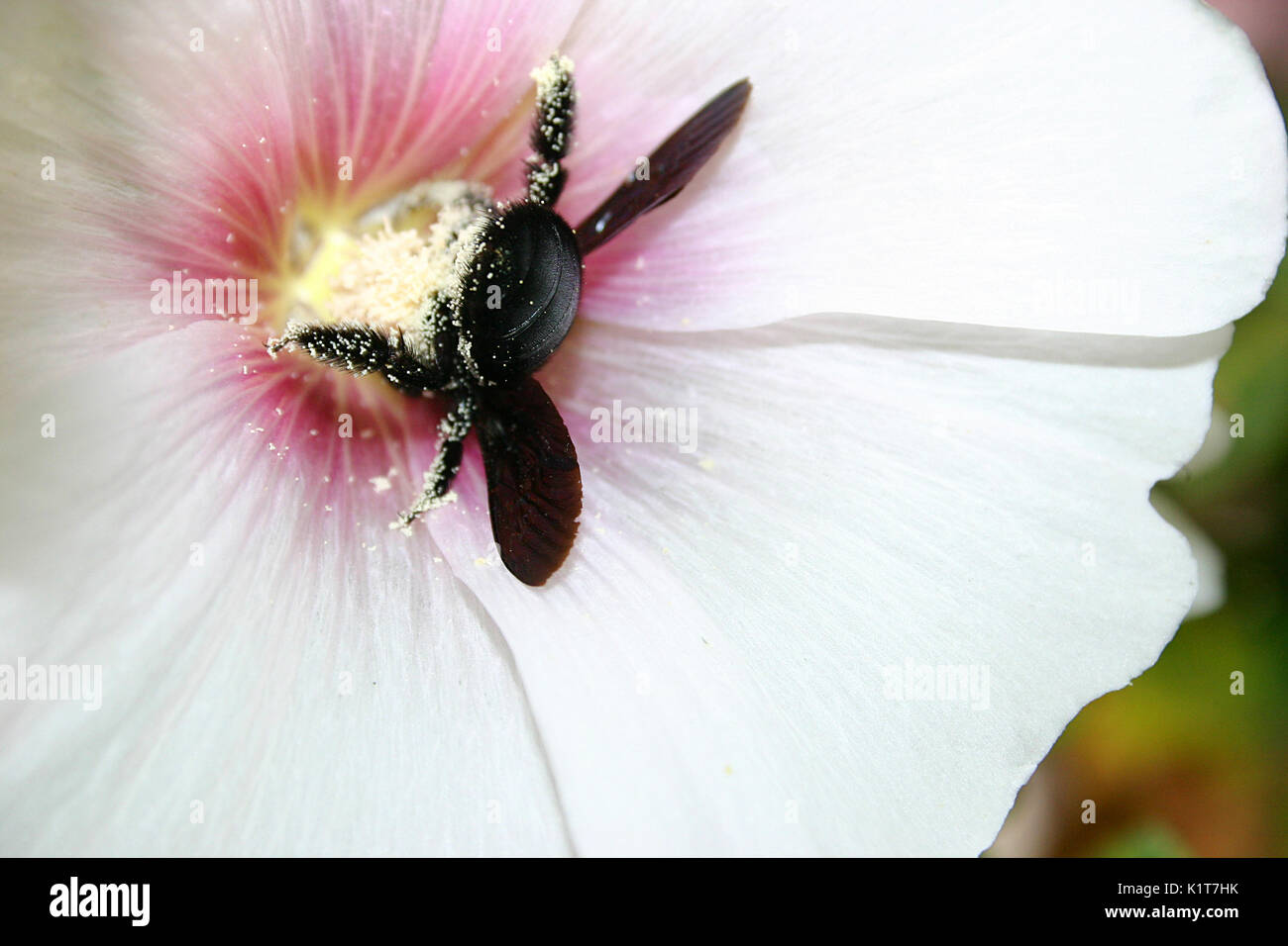 Black carpenter bee gathering pollen Stock Photo Alamy