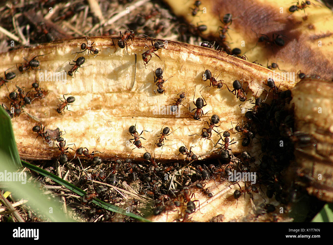 Sugar Ants High Resolution Stock Photography and Images Alamy