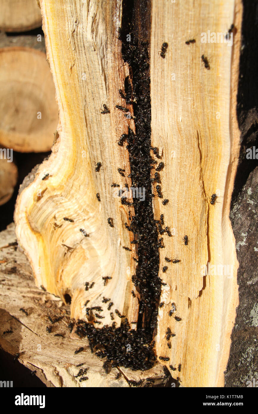 Ant colony inside tree trunk Stock Photo