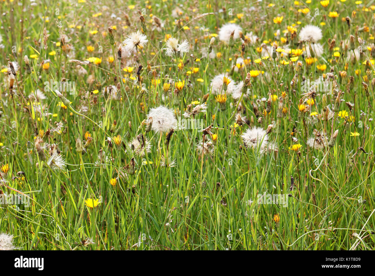 Meadow Of Dandelions Stock Photo Alamy
