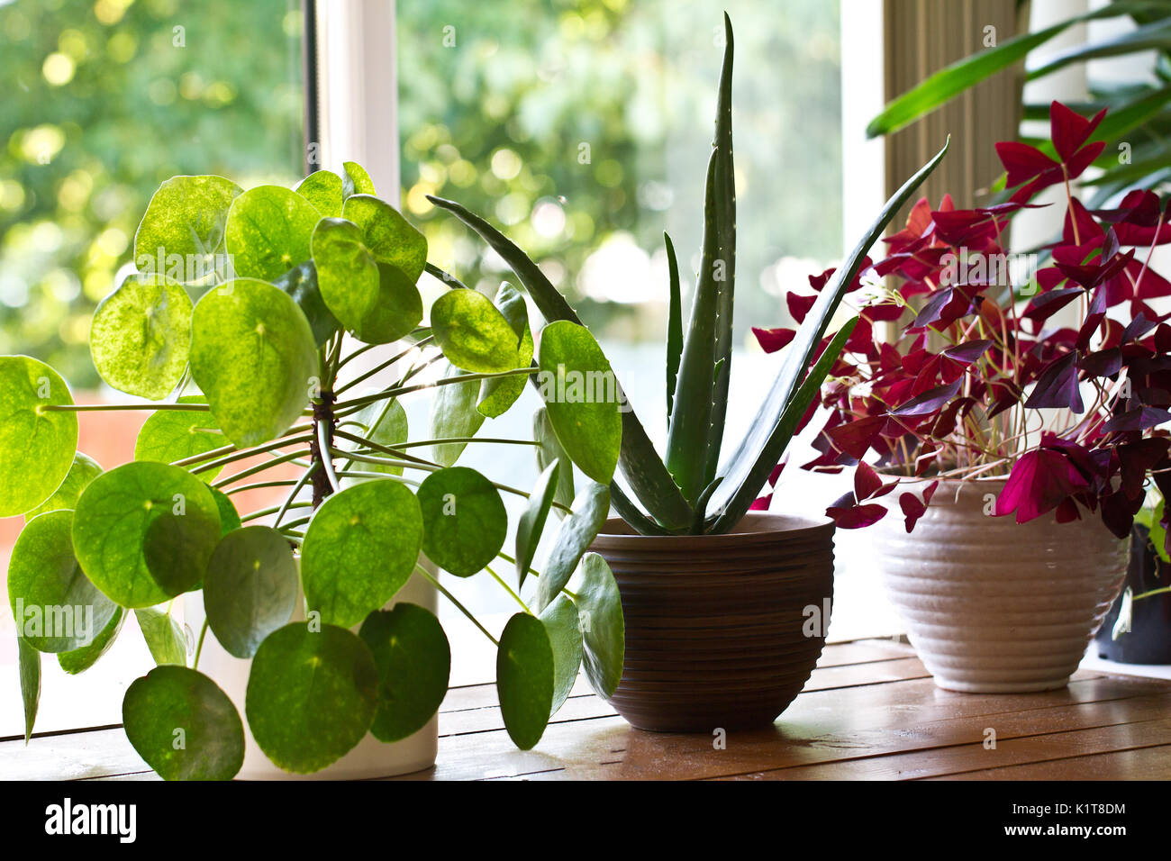 House plants on window. Houseplant display Stock Photo