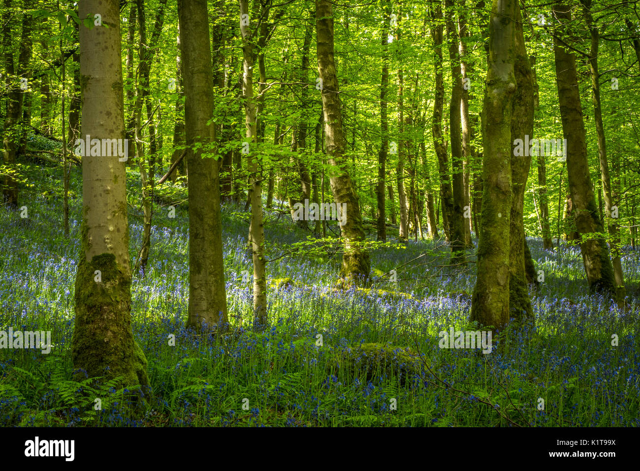 Woodland, Bolton Abbey near Skipton, North Yorkshire Stock Photo