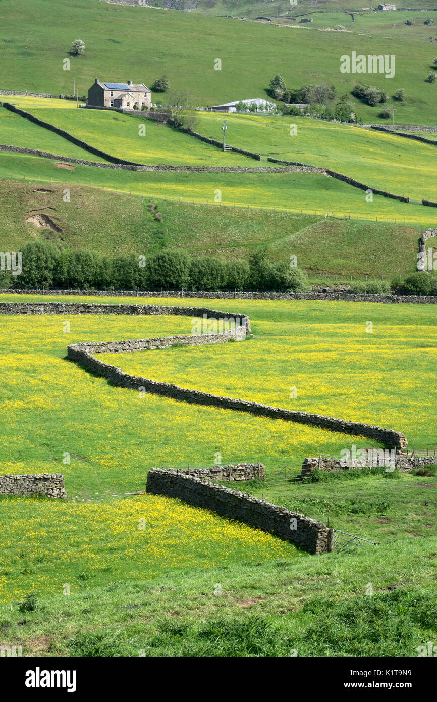 Wild Flower Meadows, Swaledale, Yorkshire Dales National Park