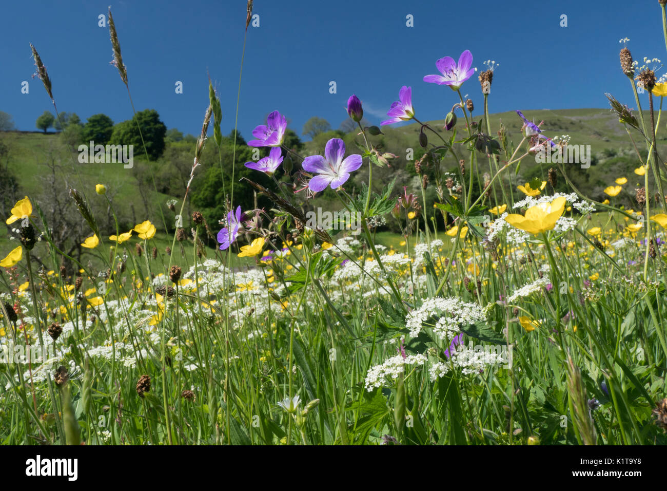 Wild Flower Meadows, Swaledale, Yorkshire Dales National Park