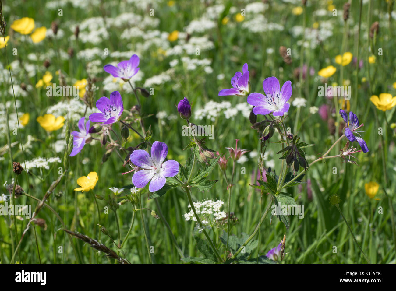 Wild Flower Meadows, Swaledale, Yorkshire Dales National Park