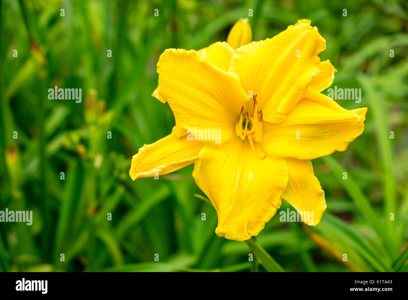 Daylily flower aka Hemerocallis blooming closeup view Stock Photo Alamy