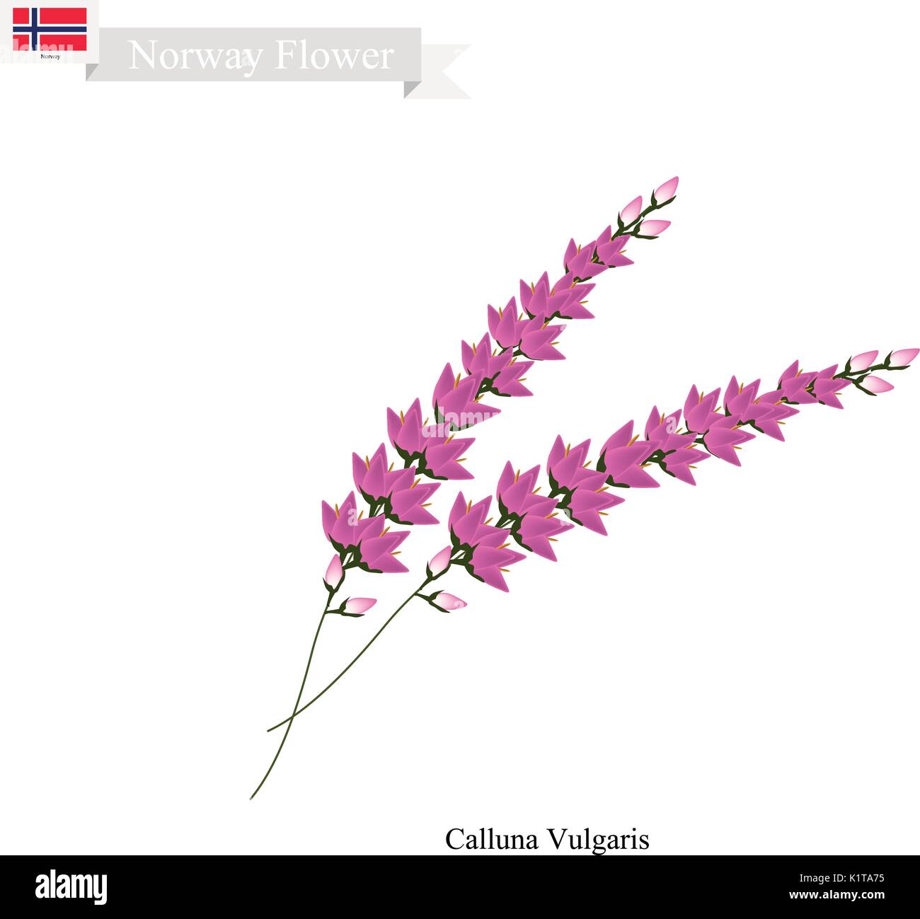 Norwegian Flower, Illustration of Calluna Vulgaris, Purple Scotch Heather or Ling. The Native Flower of Norway. Stock Vector