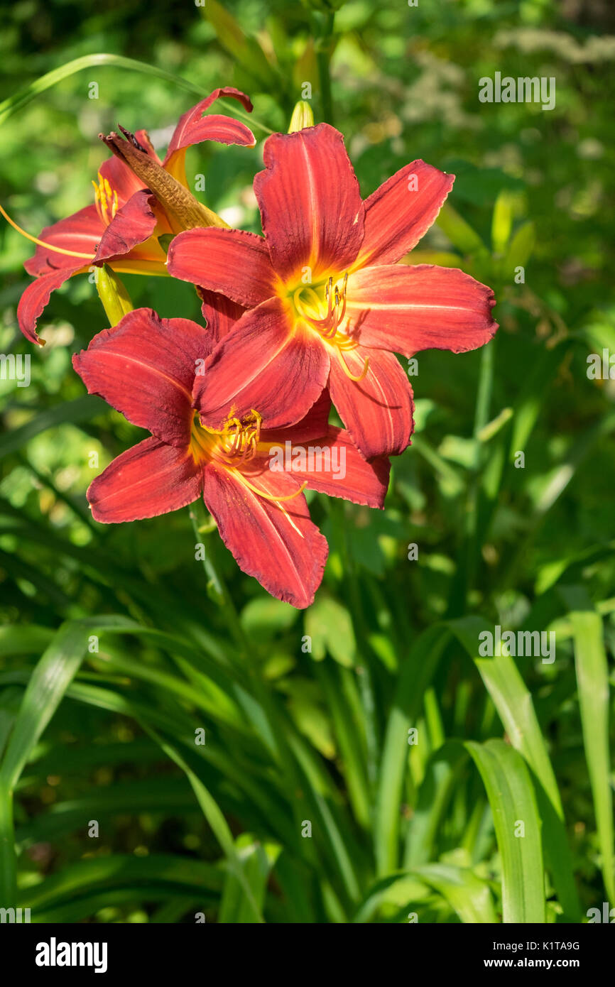 Daylily flower aka Hemerocallis blooming closeup view Stock Photo Alamy