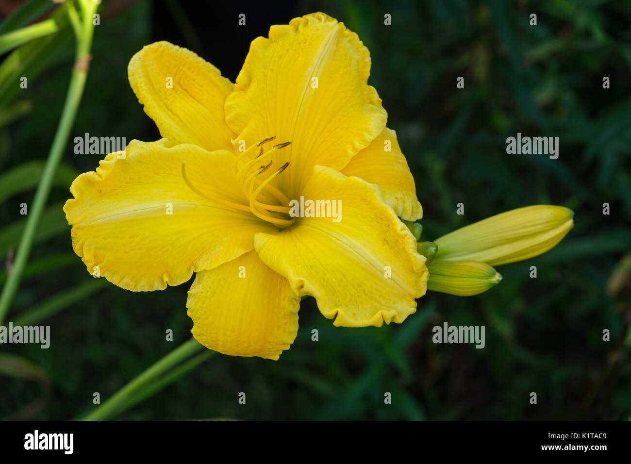 Daylily flower aka Hemerocallis blooming closeup view Stock Photo Alamy