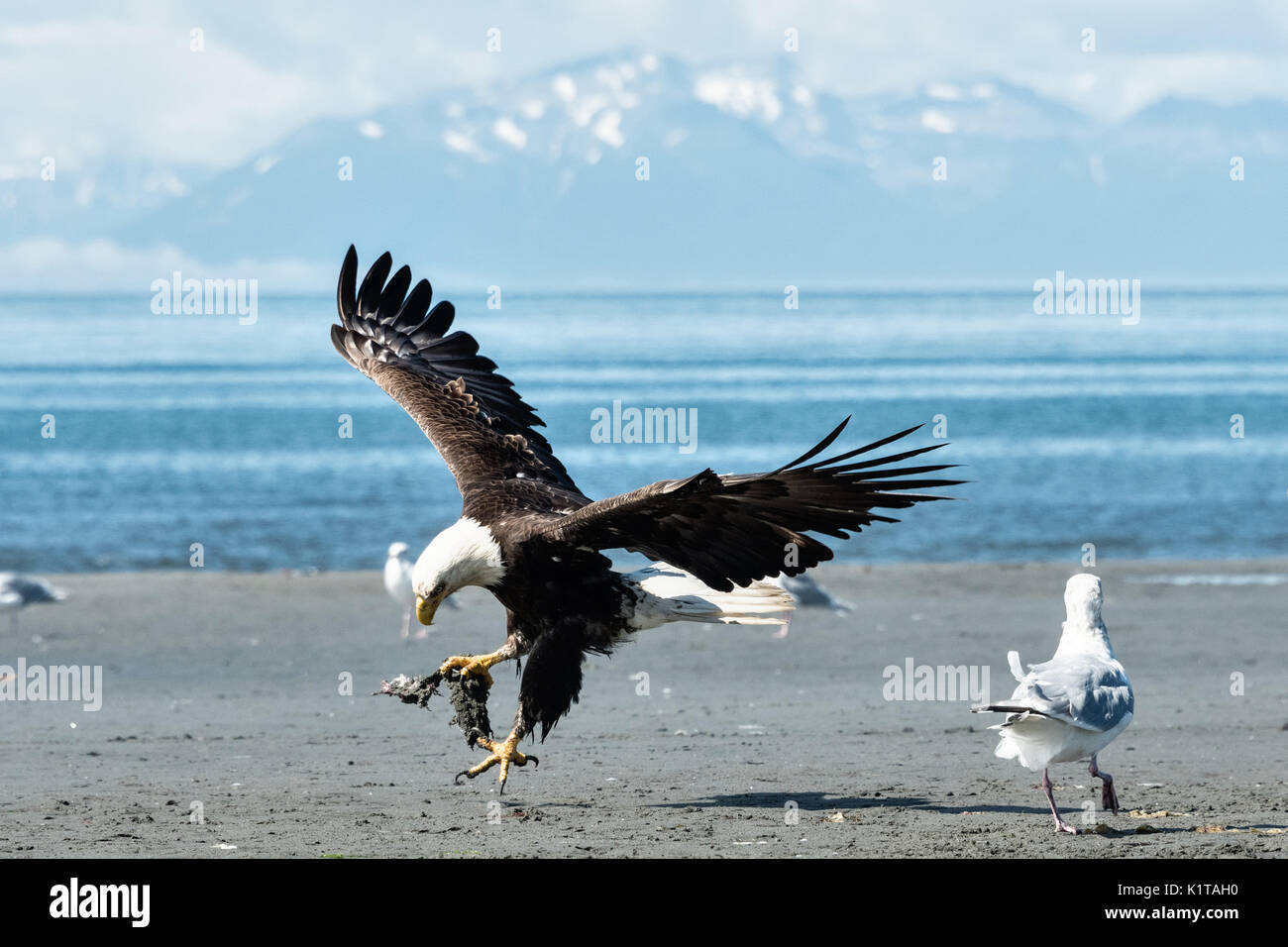 A bald eagle carries fish scraps surrounded by gulls on the beach at Anchor Point, Alaska. Stock Photo