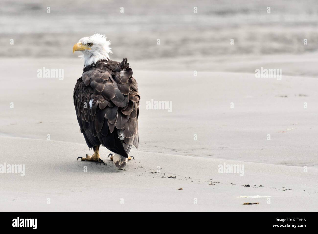 An adult bald eagle walks along the beach as it tries to dry out after