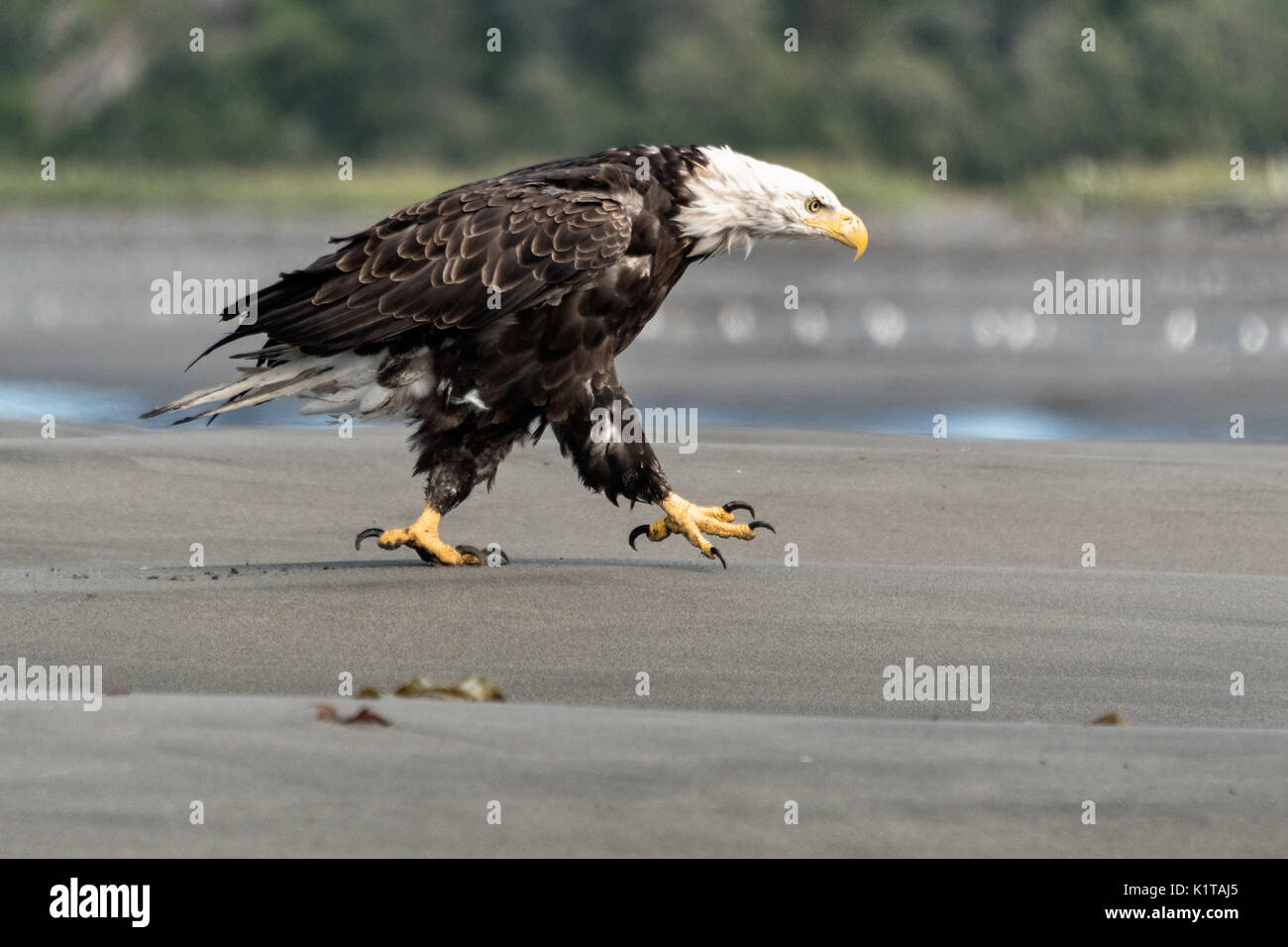 An adult bald eagle walks along the beach as it tries to dry out after