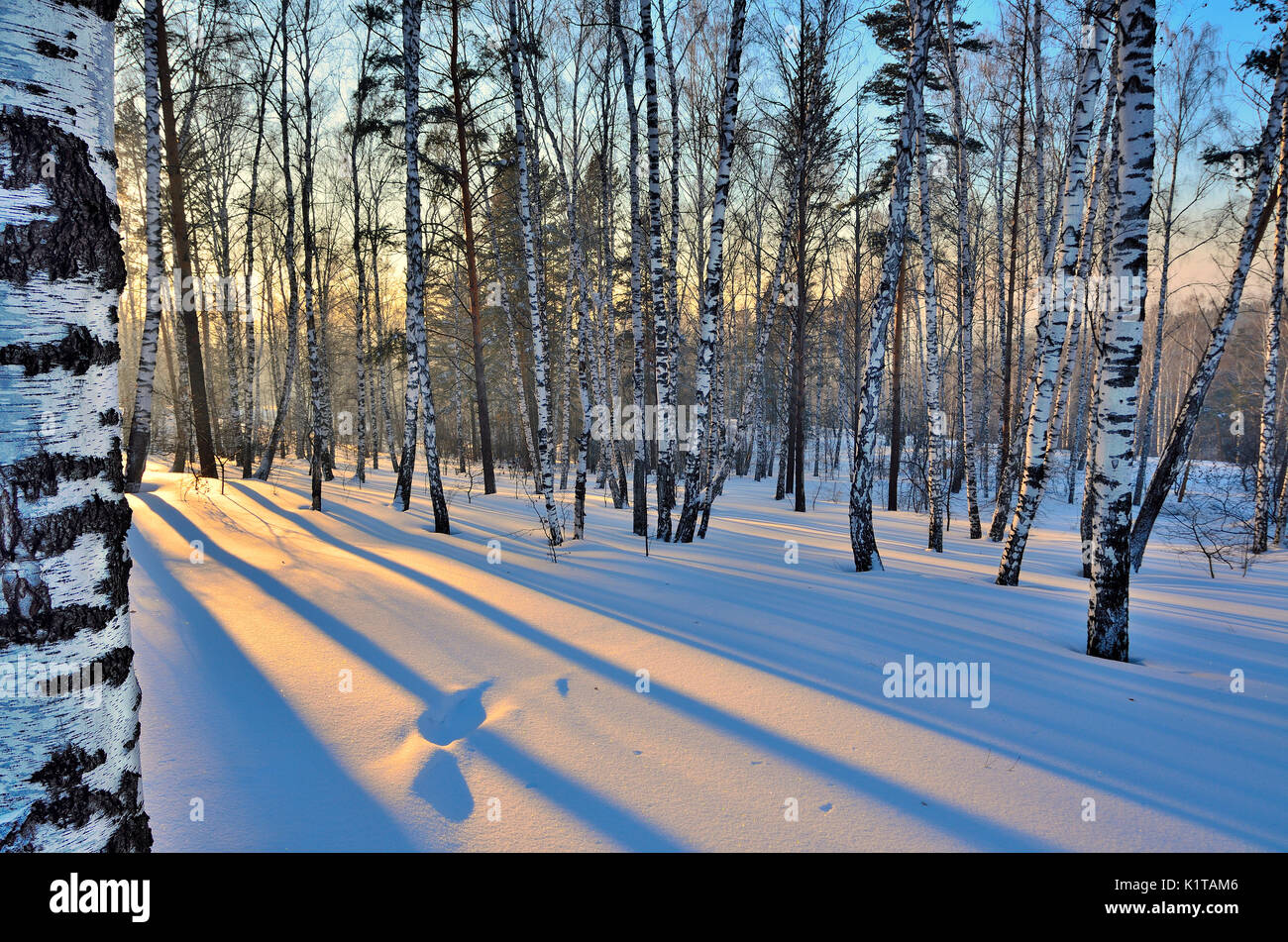 Winter landscape - Sunset in the birch grove. Golden sunlight among white trunks of birch trees and blue shadow on the white snow. Stock Photo