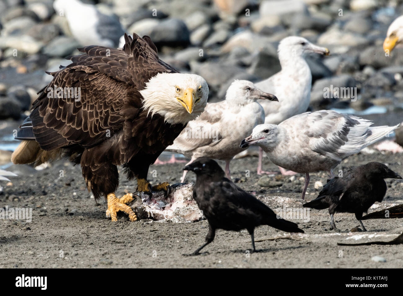 An adult bald eagle threatens a raven that got too close to fish