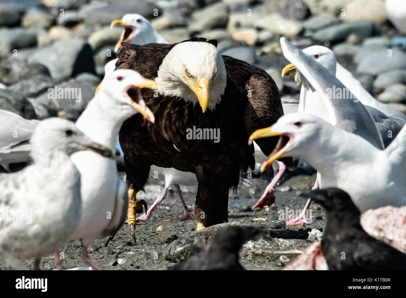 An adult bald eagle muscles past complaining seagulls on the way to grab fish scraps off the beach at Anchor Point, Alaska. Stock Photo