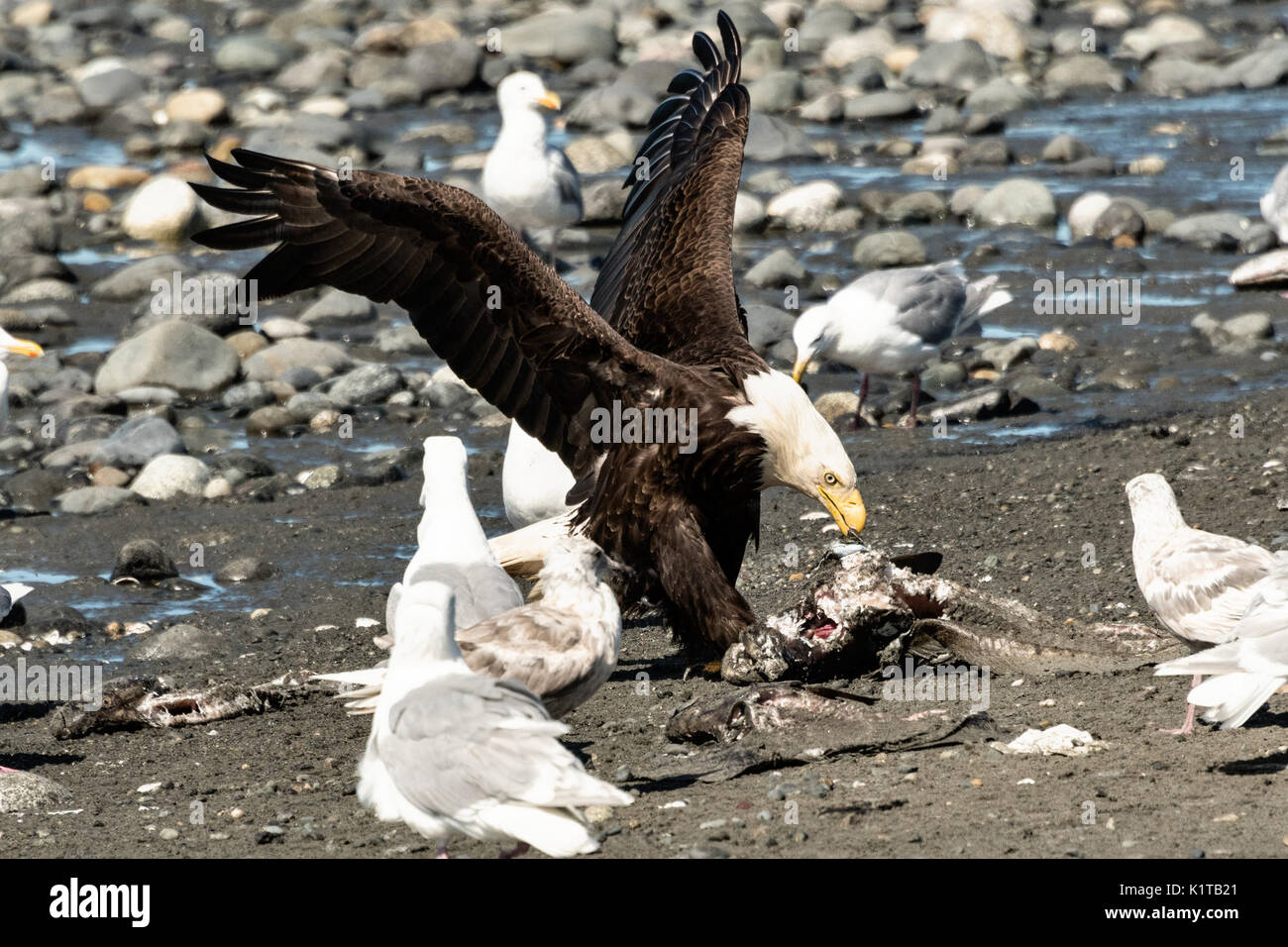 An adult bald eagle eats fish scraps surrounded by gulls on the beach