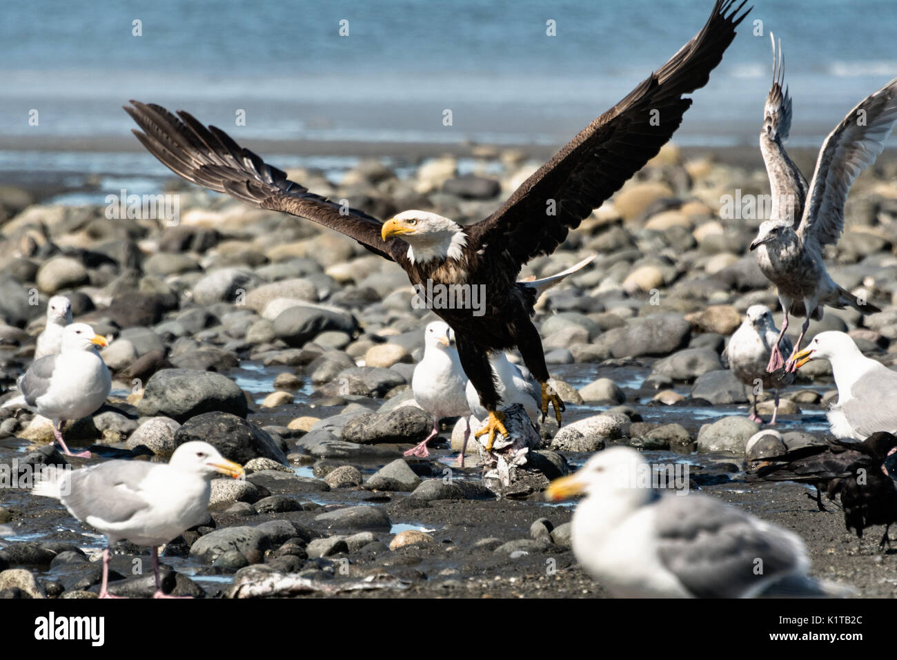 An adult bald eagle takes off after feasting on fish scraps on the beach at Anchor Point, Alaska. Stock Photo