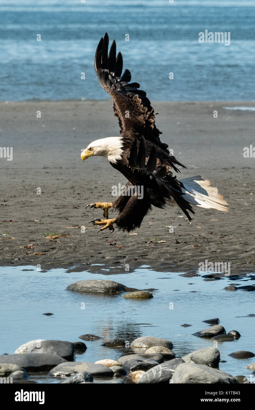 An adult bald eagle lands along the beach at Anchor Point, Alaska Stock