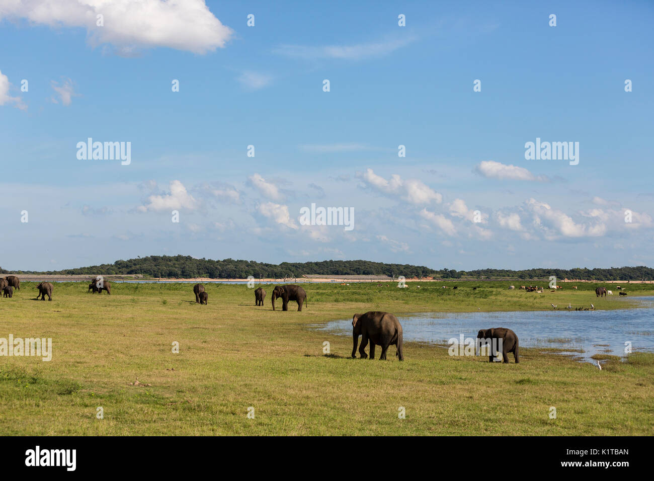 Asian elephants enjoy the open spaces of the Kaudulla National Park in the late afternoon light. Stock Photo