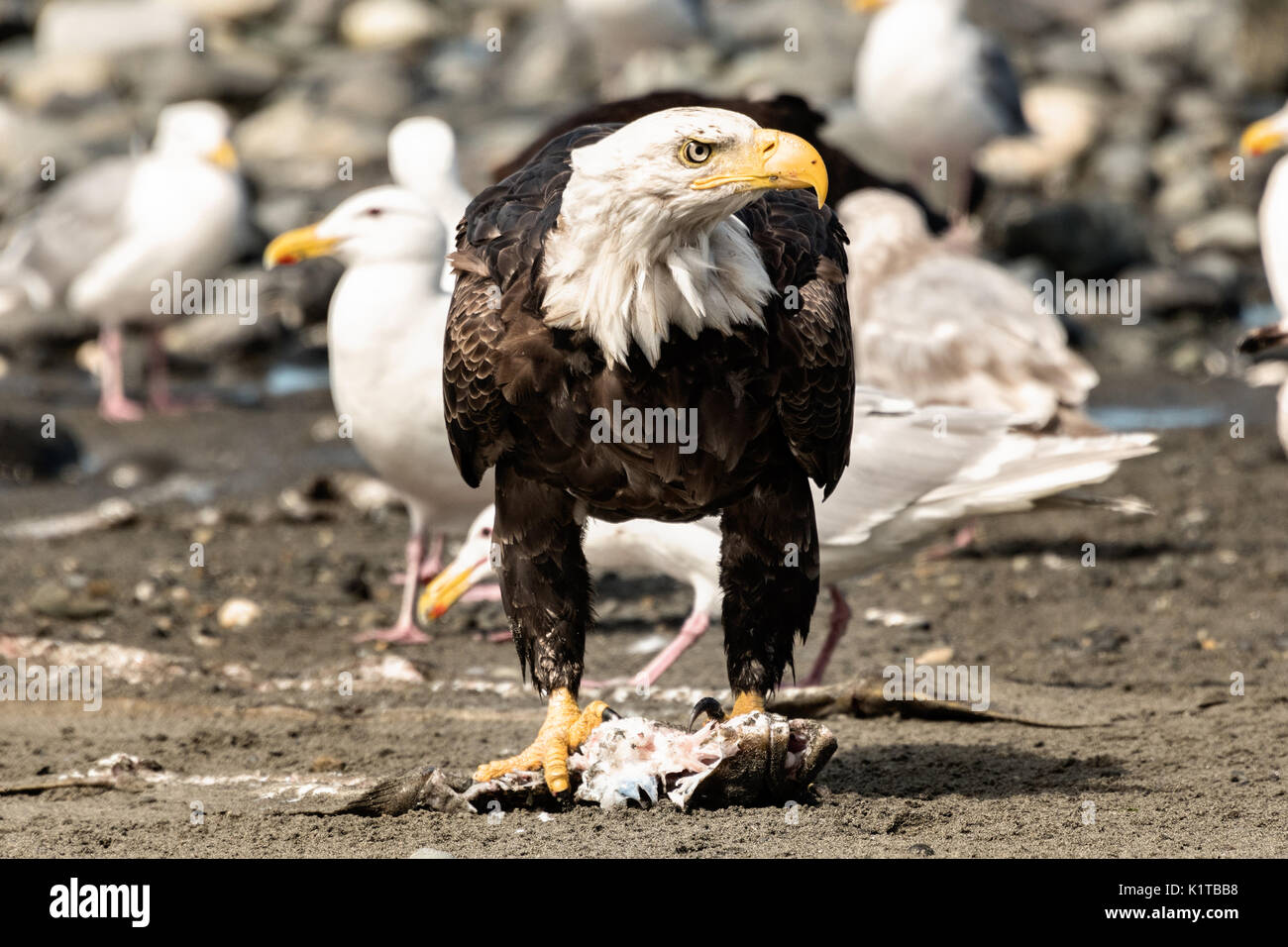 An adult bald eagle eats fish scraps surrounded by gulls on the beach at Anchor Point, Alaska. Stock Photo
