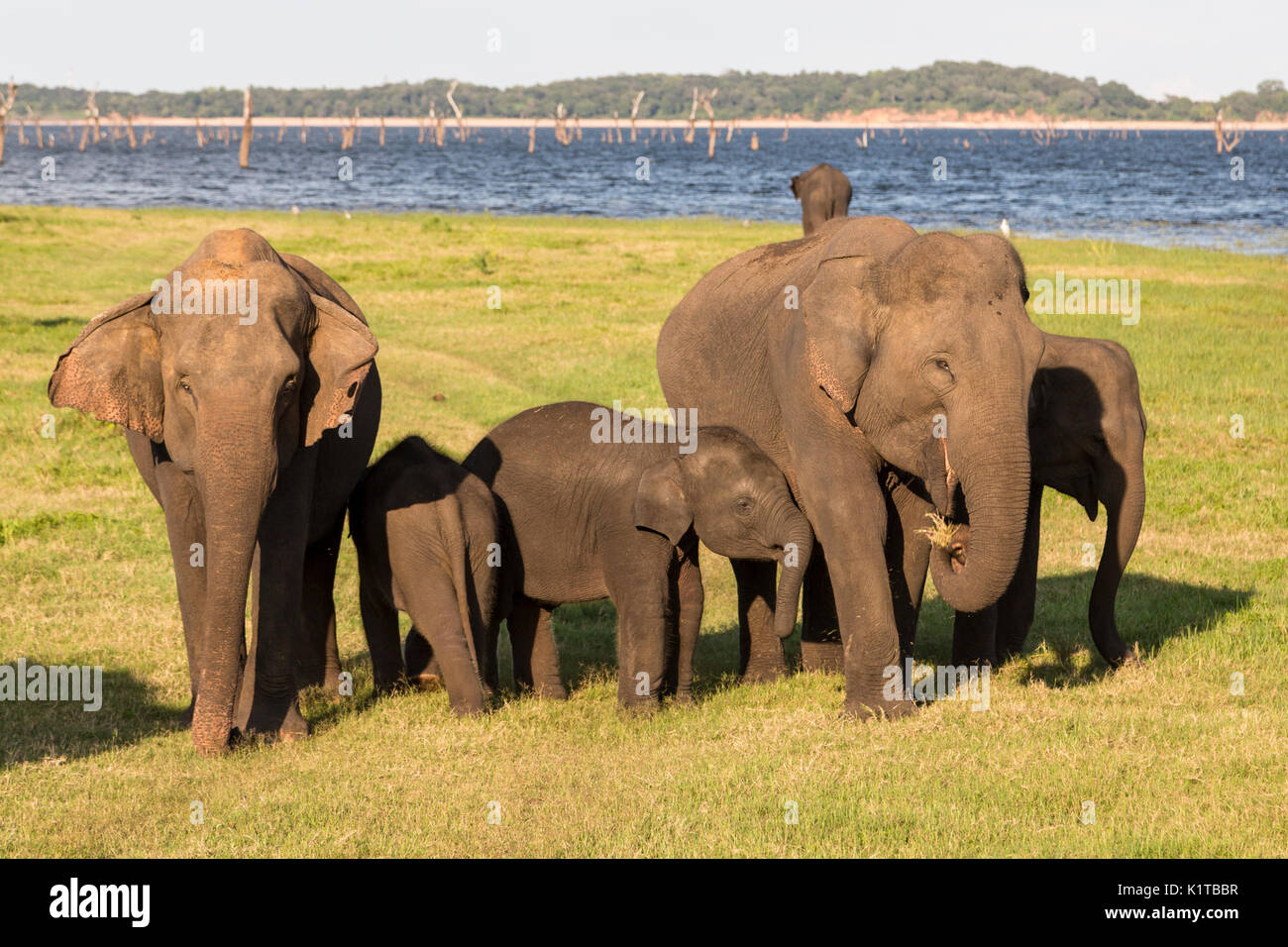 Asian elephants enjoy the open spaces of the Kaudulla National Park in the late afternoon light. Stock Photo
